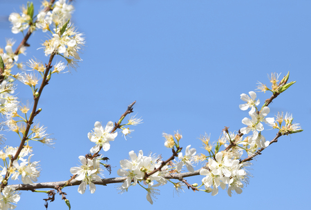 cherry-tree flowersの写真素材