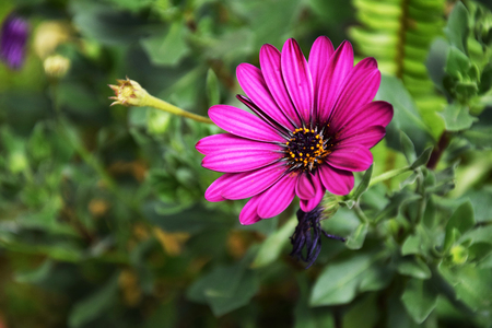 Beautiful Chrysanthemum flowers backgroundの写真素材