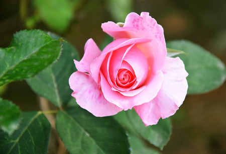 pink  rose in the gardenの写真素材