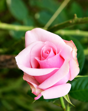 pink  rose in the gardenの写真素材