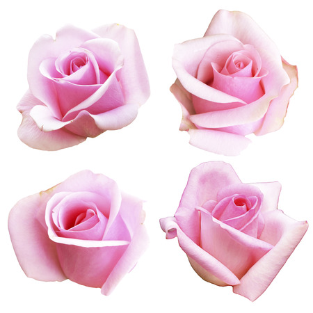 pink rose isolated on white background.の写真素材