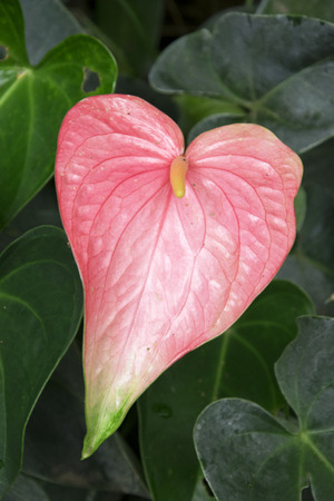red spadix Flower in the gardenの写真素材