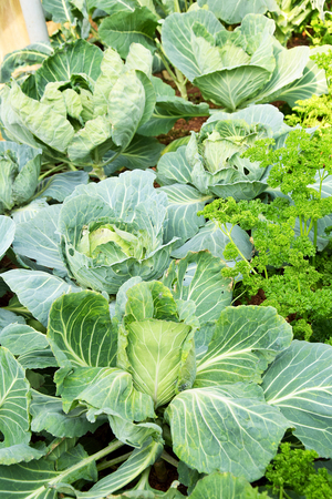 fresh cabbage in the vegetable gardenの写真素材