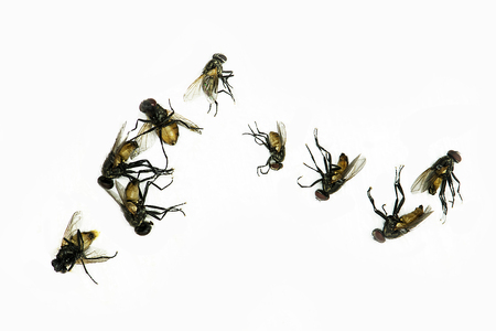 Dead fly isolated on white background.Animal fly collections. Fly dead on white background.の写真素材