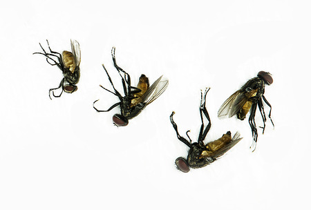Dead fly isolated on white background.Animal fly collections. Fly dead on white background.の写真素材