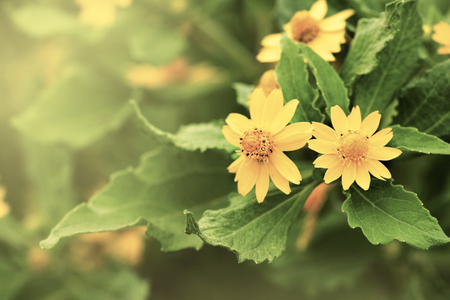 vintage yellow flower for backgroundの写真素材