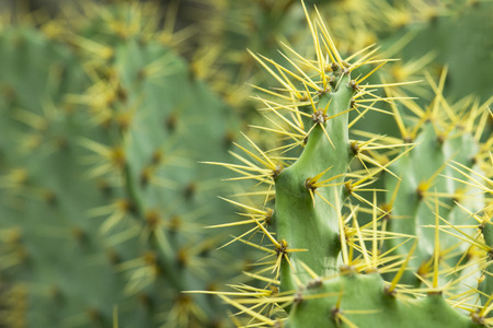 Cactus Plant for backgroundの写真素材