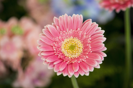 Pink gerbera on floral backgroundの写真素材