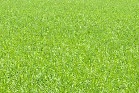 rice seedlings in the rice farmの写真素材