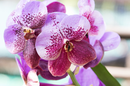 Beautiful orchids flower in garden at Chaingmaiの写真素材