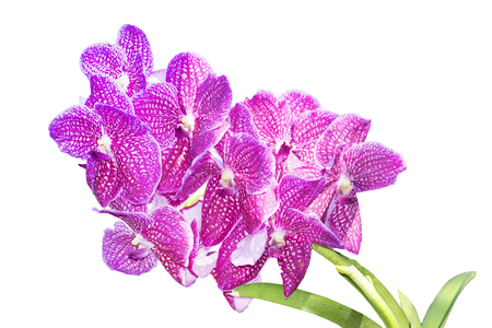 Pink orchid branch isolated on white backgroundの写真素材