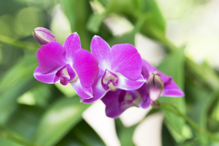 Beautiful orchids flower in garden at Chaingmaiの写真素材