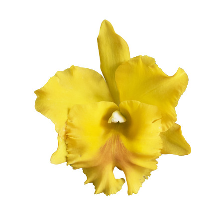 Yellow Cattleya Orchid isolated on a white background.の写真素材