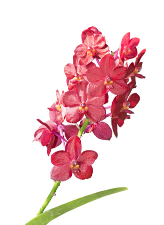Red orchid branch isolated on white backgroundの写真素材