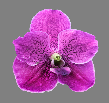 pink Orchid isolatedの写真素材