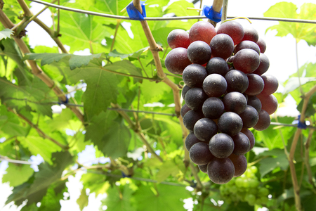 Red grapes in the vineyardの写真素材