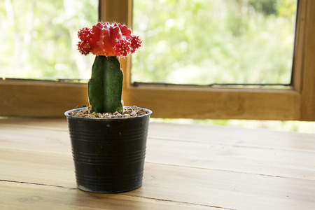 cactus in potの写真素材