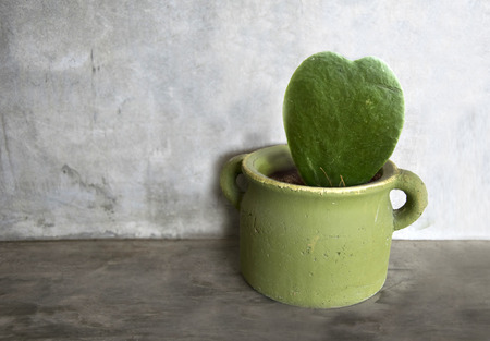 cactus heart  shape in potの写真素材
