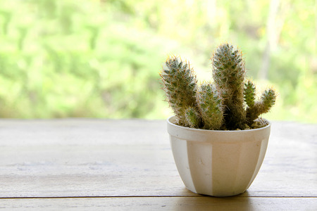 cactus in potの写真素材