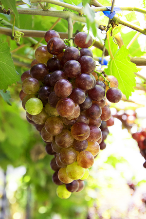 Red grapes in the vineyardの写真素材