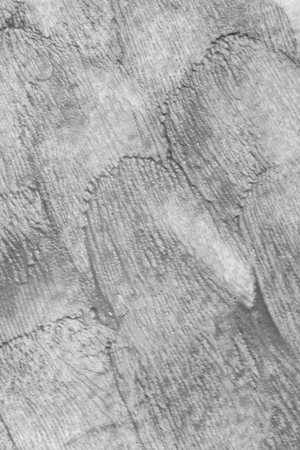 cement mortar plaster wall texture backgroundの写真素材
