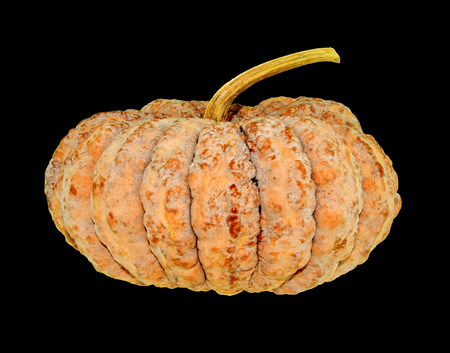fresh pumpkin  isolated on white background.の写真素材