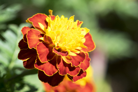 Beautiful Orange Zinnia flowerの写真素材