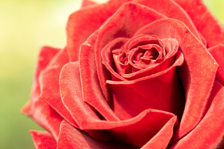 closeup red rose backgroundの写真素材