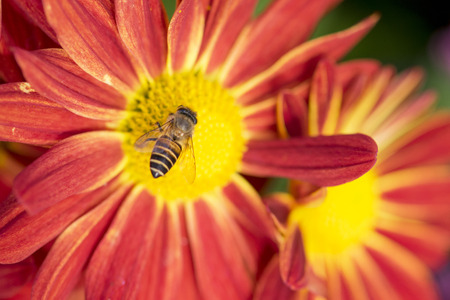 red daisy flower and bee