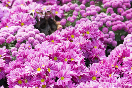 garden flowersの写真素材