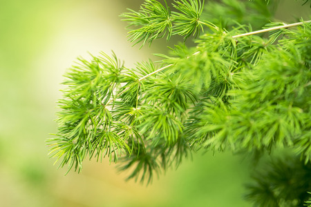 Coniferous forest. Background with bright spruce branches.の写真素材
