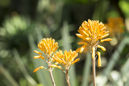 aloe vera flowerの写真素材