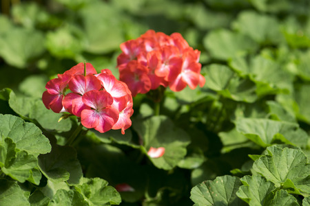 Red bicolor geraniums in the garden.の写真素材