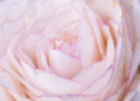 Defocused pink rose backgroundの写真素材