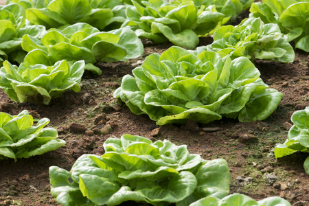 Fresh lettuce growing in Vegetable gardenの写真素材