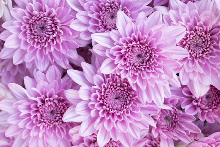 Beautiful pink chrysanthemum flowers backgroundの写真素材