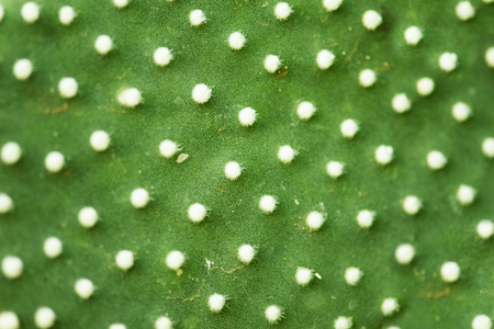 Cactus texture closeupの写真素材