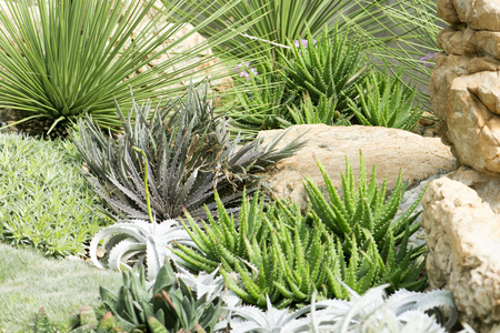 Cactus planted in a botanical garden. Angkhang Chiangmai.の写真素材