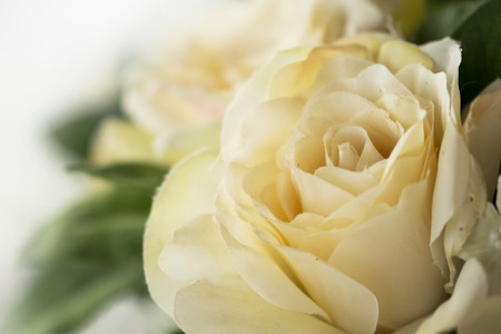 White Rose flower artificial for backgroundの写真素材