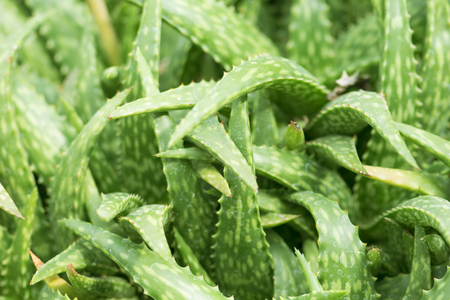 Green leaves of aloe plant close upの写真素材