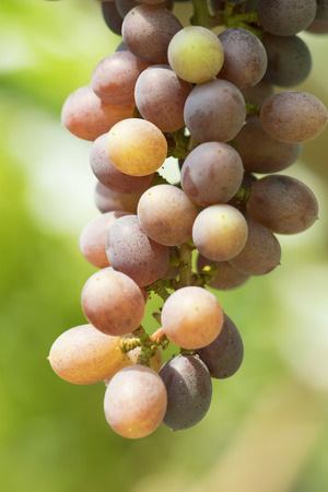 grapes in the vineyardの写真素材