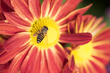 red daisy flower and beeの写真素材