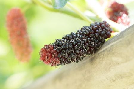 Fresh mulberry on tree, fruitの写真素材