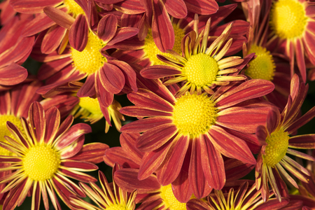 Beautiful red chrysanthemum flowers backgroundの写真素材