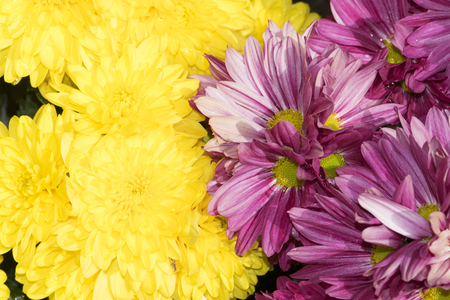 Beautiful yellow and pink chrysanthemum flowers backgroundの写真素材