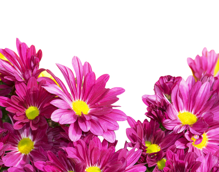 Pink chrysanthemum flowers isolated on whiteの写真素材