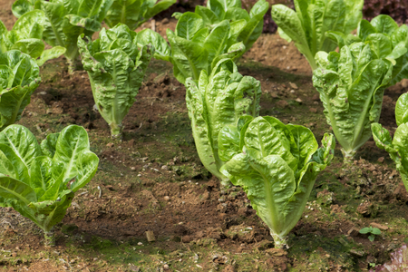 Fresh lettuce growing in Vegetable gardenの写真素材