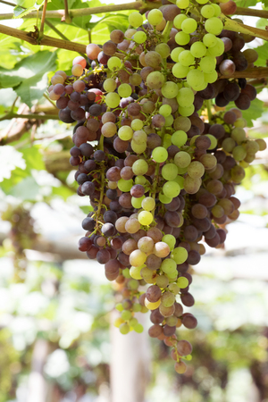 grapes in the vineyardの写真素材