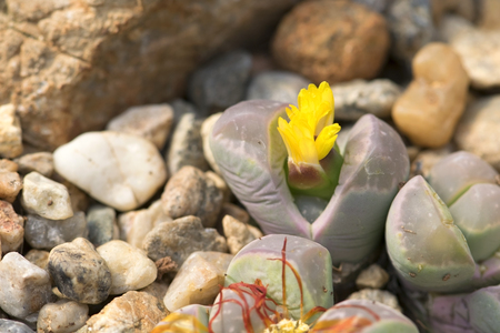 Cactus flowerの写真素材