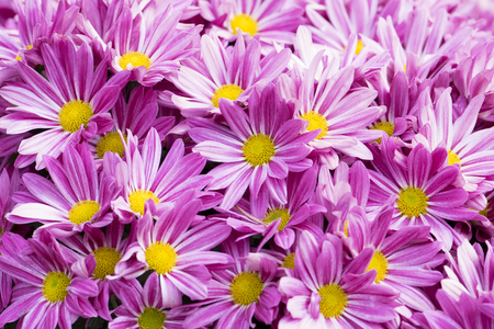 Beautiful pink chrysanthemum flowers backgroundの写真素材